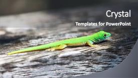  Presentation with green - PPT layouts featuring green gecko lizard at seychelles background and a dark gray colored foreground