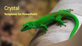  Presentation with palm - Colorful slide deck enhanced with green gecko on the palm backdrop and a tawny brown colored foreground