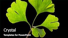  Presentation with ginkgo - Colorful theme enhanced with green ginkgo biloba close-up backdrop and a black colored foreground