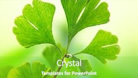  Presentation with ginkgo - Presentation theme having green ginkgo biloba close-up background and a shamrock green colored foreground