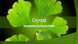  Presentation with ginkgo - Presentation having green ginkgo biloba close-up background and a tawny brown colored foreground