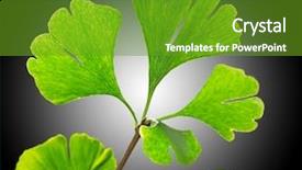  Presentation with ginkgo - Presentation theme enhanced with green ginkgo biloba close-up background and a  colored foreground