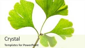  Presentation with ginkgo - Theme consisting of green ginkgo biloba close-up background and a blonde colored foreground