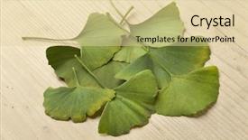  Presentation with green leaves - Slide set having green ginkgo biloba leaves background and a lemonade colored foreground