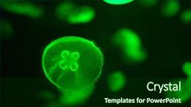  Presentation with jellyfish - Slide deck consisting of green glowing jellyfish aurelia aurita background and a forest green colored foreground