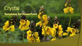  Presentation with grape vine - Presentation theme consisting of green-grape-leaf-on-vine background and a tawny brown colored foreground