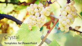  Presentation with grape - Presentation design with green grape on vineyard background and a blonde colored foreground