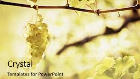  Presentation with grape vine - Theme with green grapes in vine background and a yellow colored foreground