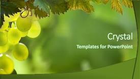  Presentation with grapevine - Amazing slides having green grapes on grapevine backdrop and a tawny brown colored foreground