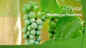  Presentation with grapevine - Presentation with green-grapes-on-grapevine background and a shamrock green colored foreground