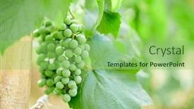  Presentation with grapevine - Slide set featuring green-grapes-on-grapevine background and a seafoam green colored foreground