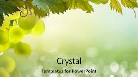  Presentation with grapevine - Colorful slide deck enhanced with green grapes on grapevine backdrop and a mint green colored foreground