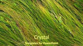  Presentation with abstract natural fresh green - Presentation theme enhanced with green grass - abstract natural background background and a  colored foreground