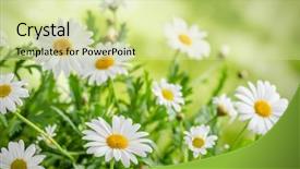  Presentation with chamomile - PPT theme having green grass and chamomiles background and a soft green colored foreground