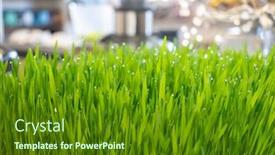  Presentation with green morning - PPT layouts having green-grass-and-drops background and a tawny brown colored foreground