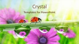  Presentation with green nature - Amazing presentation having green grass and ladybird backdrop and a cream colored foreground