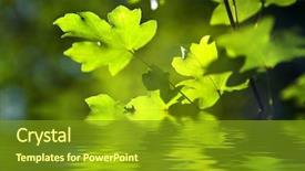  Presentation with green leaves - Amazing slide deck having green grass and leaves spring backdrop and a tawny brown colored foreground