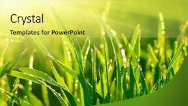  Presentation with green morning - Audience pleasing presentation consisting of green grass and morning dew backdrop and a yellow colored foreground