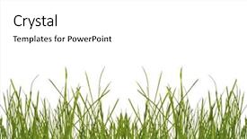 Presentation with green gram - Amazing PPT layouts having green grass background studio isolated backdrop and a white colored foreground