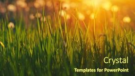  Presentation with soft focus abstract nature - 