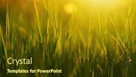  Presentation with soft focus abstract nature - 