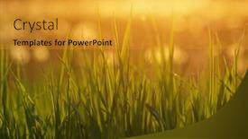  Presentation with soft focus abstract nature - 