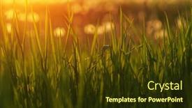  Presentation with soft focus abstract nature - 