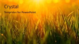  Presentation with sun - Amazing PPT theme having green grass background with sun backdrop and a light gray colored foreground