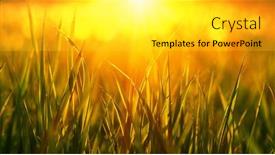  Presentation with soft focus abstract nature - 