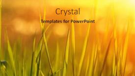  Presentation with soft focus abstract nature - 