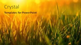  Presentation with soft focus abstract nature - 