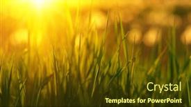  Presentation with soft focus abstract nature - 