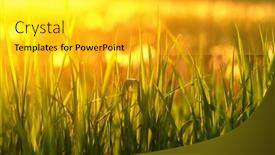  Presentation with soft focus abstract nature - 