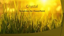  Presentation with soft focus abstract nature - 