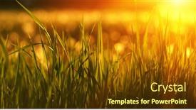  Presentation with soft focus abstract nature - 