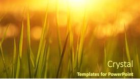  Presentation with soft focus abstract nature - 