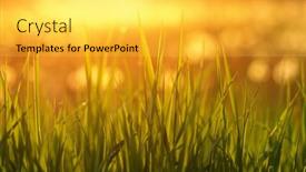  Presentation with soft focus abstract nature - 