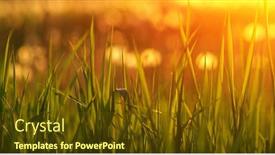  Presentation with soft focus abstract nature - 