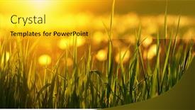  Presentation with soft focus abstract nature - 