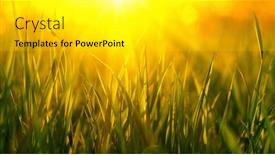  Presentation with soft focus abstract nature - 