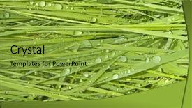  Presentation with water droplets - Audience pleasing presentation design consisting of green grass background with water backdrop and a gold colored foreground