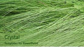  Presentation with grass - Beautiful presentation featuring green grass background backdrop and a seafoam green colored foreground