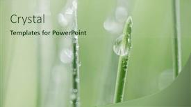  Presentation with shooting - PPT theme featuring green-grass-close-up-super background and a mint green colored foreground