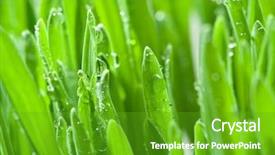  Presentation with pistachio texture nuts green fresh - Presentation consisting of green grass covered with dewdrop background and a shamrock green colored foreground