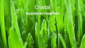  Presentation with grass - PPT layouts enhanced with green grass covered with dewdrop background and a shamrock green colored foreground