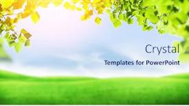  Presentation with green foliage - 