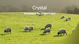  Presentation with grazing - Presentation featuring green grass field in wales background and a coral colored foreground