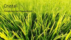  Presentation with rice husk from green starts - Theme having green grass in a rice background and a gold colored foreground
