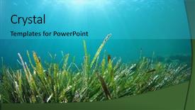  Presentation with blue water - PPT theme having green grass in blue water background and a cyan colored foreground