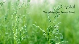  Presentation with green and purple mardi gras - Slides enhanced with green grass in green background background and a  colored foreground